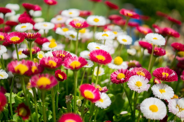 Al Khor Hill Park flowers 