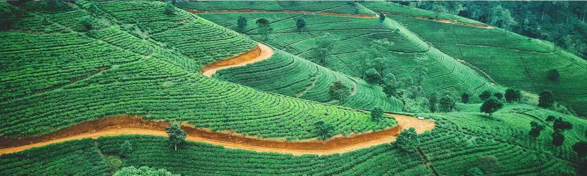 Nuwara Eliya tea fields