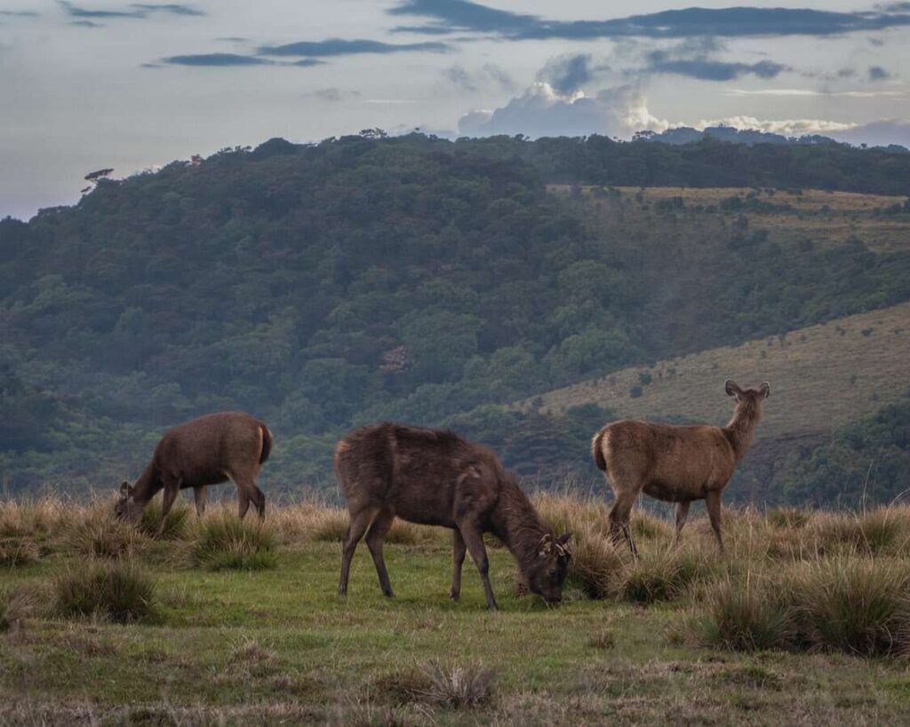 Horton plains deers