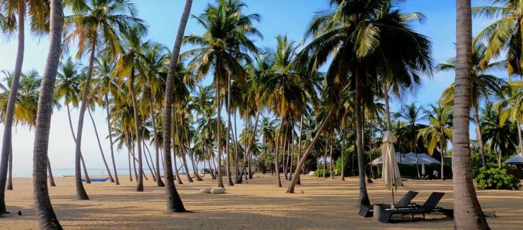 Kalkudah beach with lots of coconut trees 