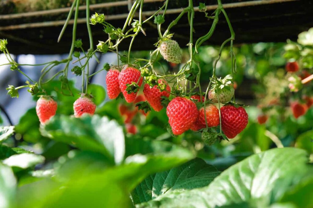 Nuwara Eliya strawberry farm