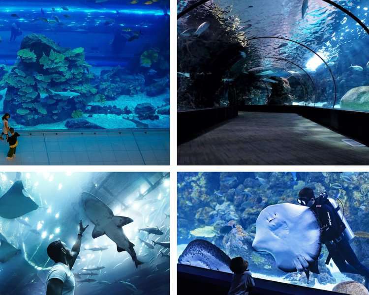inside Dubai Aquarium at Dubai mall