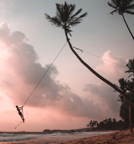 a man swinging on a coconut tree near the beach in sunset time at Dalawella Beach Swing