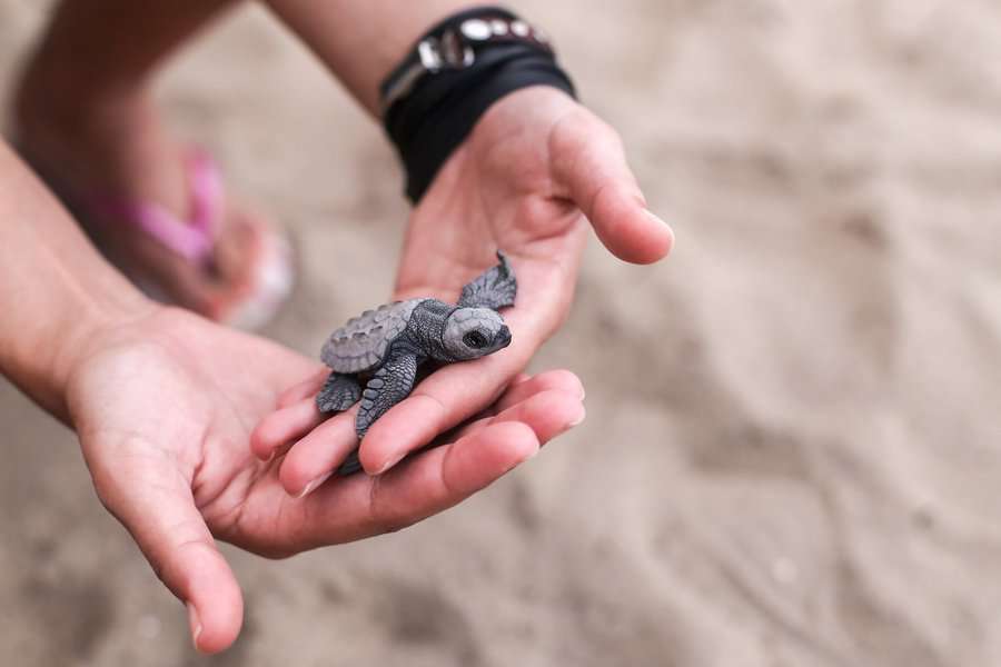 A woman holding a baby turtle