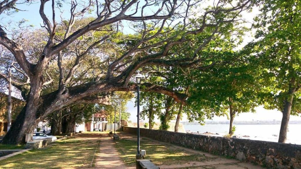 A walkway in Galle fort shaded by large old trees