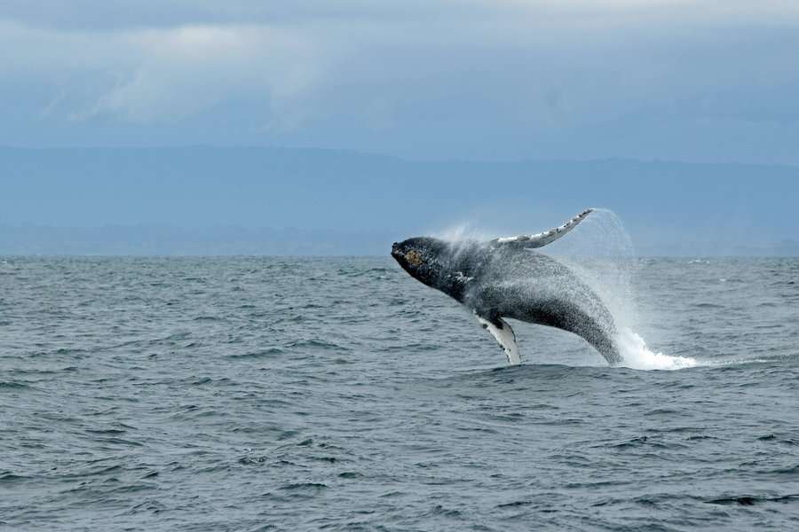 A whale jumping out of the ocean