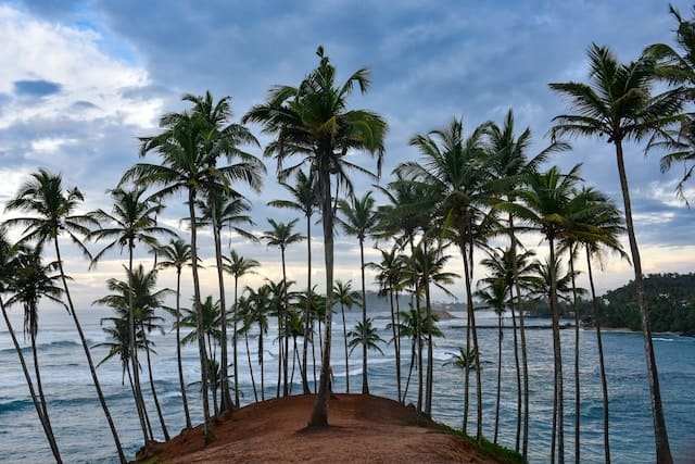 Early morning view of Coconut tree hill in Mirissa 