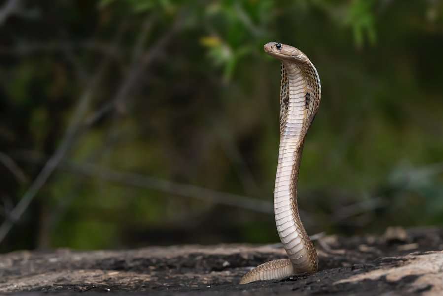 a brown snake