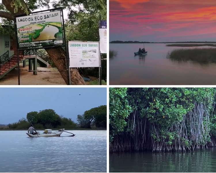 Lagoon Safari In Arugambay