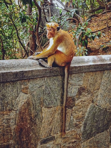 A monkey sitting on stair wall