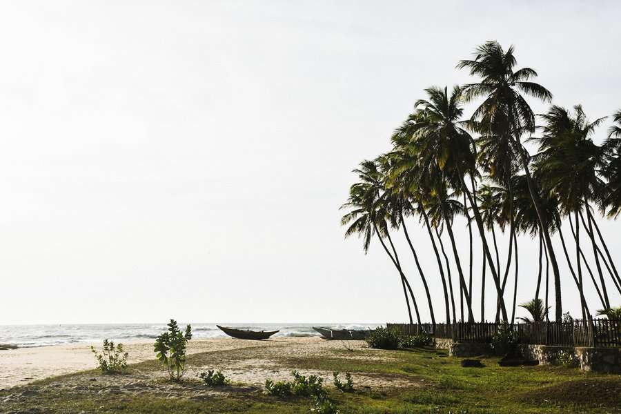 coconut palm trees near the beach