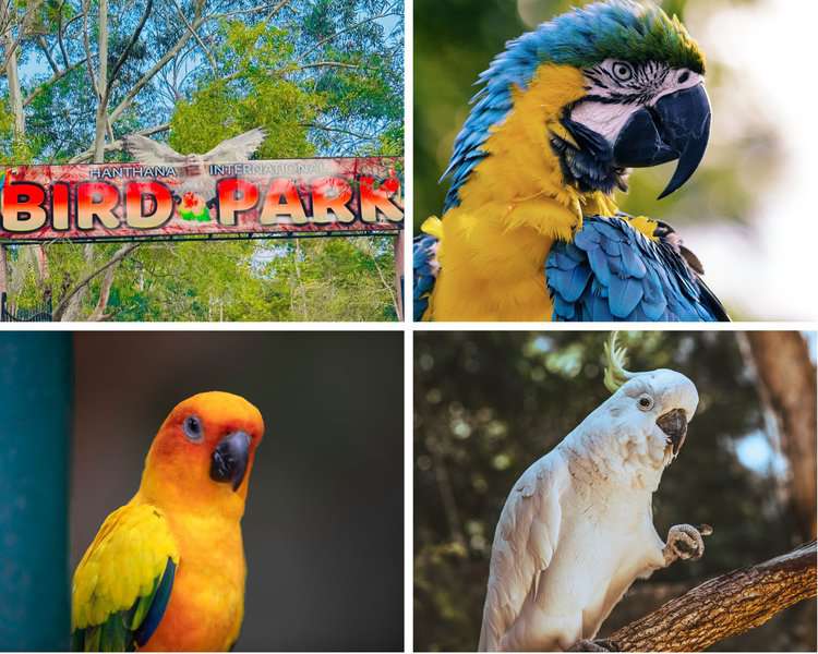 Several kind of parrot birds you can find inside Hanthana Bird Park