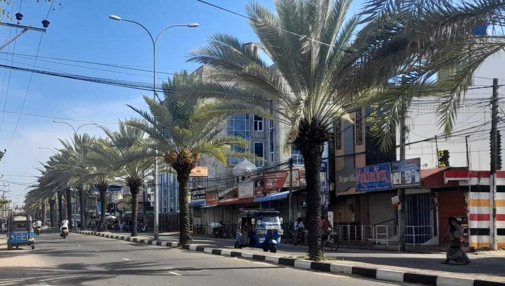 Date palm trees planted in the main road