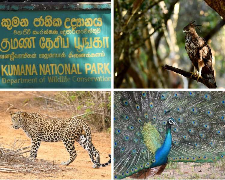 several animal images at Kumana National Park