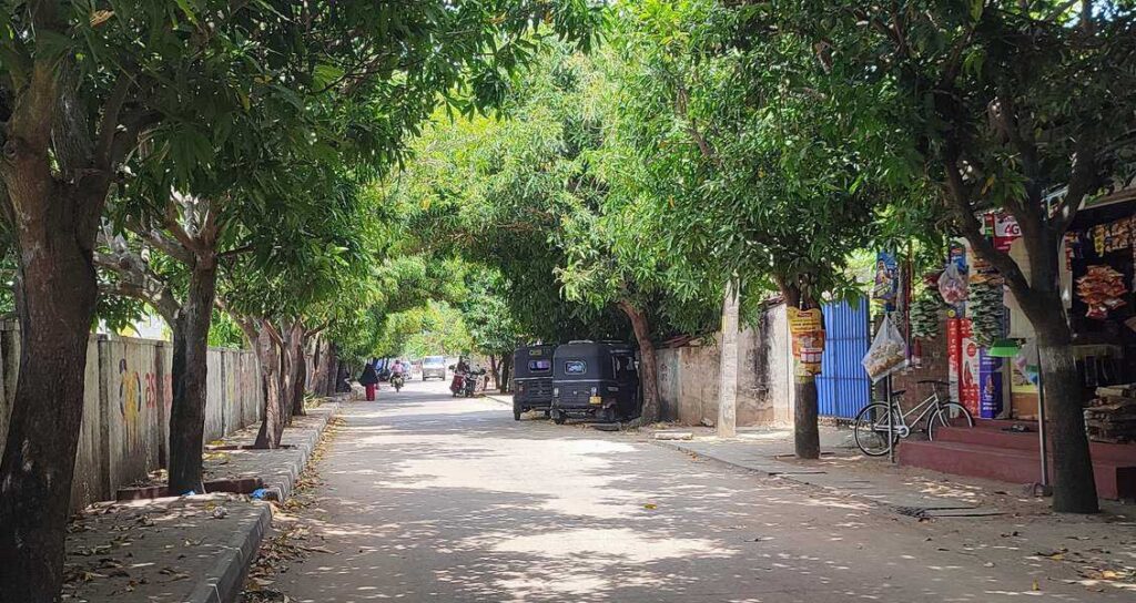 a beautiful tree lined road in kattankudy , this shows how well this town blend with nature