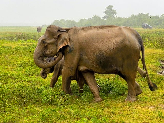 elephant watching at Minneriya safari