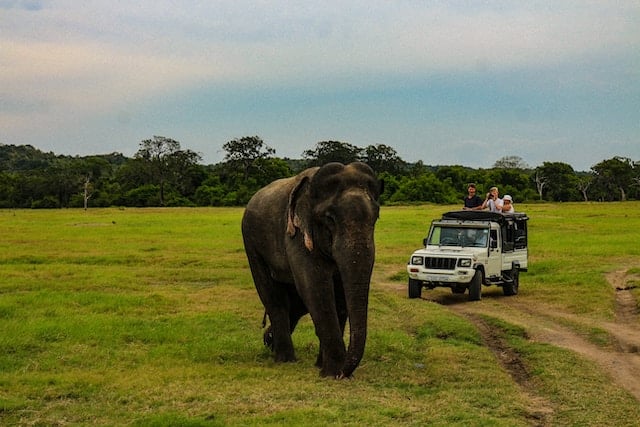 Tourists taking photos of a elephant at Minneriyia safari